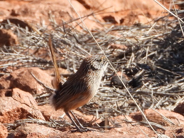 Short-tailed Grasswren - ML639980637
