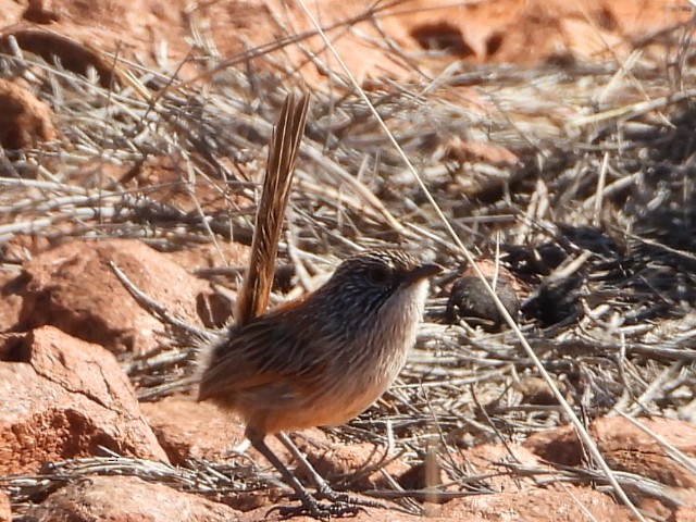 Short-tailed Grasswren - ML639980638