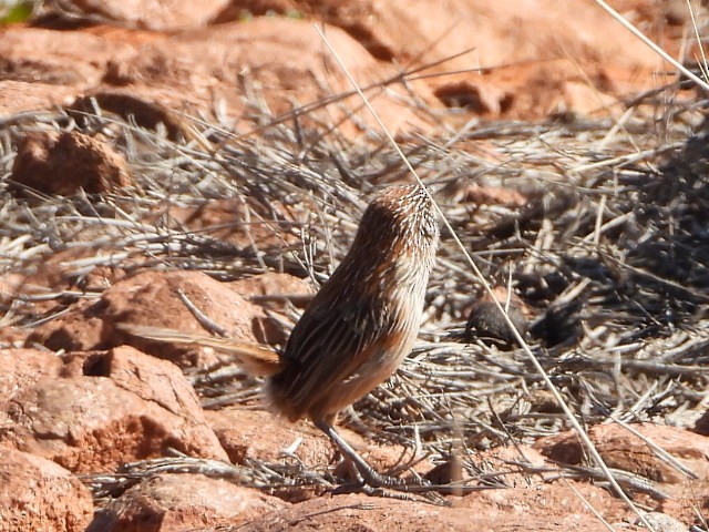 Short-tailed Grasswren - ML639980639