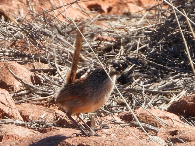 Short-tailed Grasswren - ML639980640