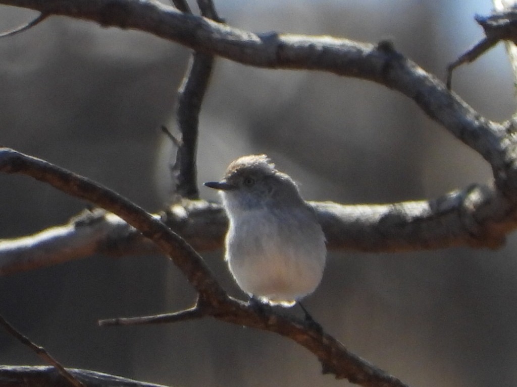Chestnut-rumped Thornbill - ML639980665