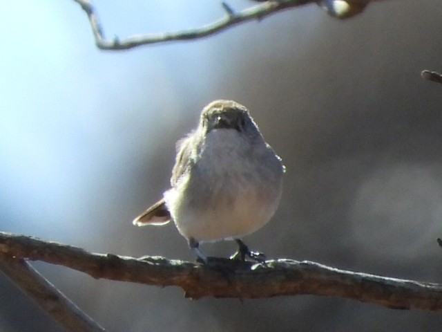 Chestnut-rumped Thornbill - ML639980666