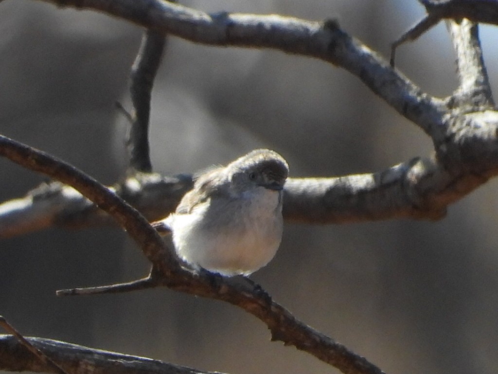 Chestnut-rumped Thornbill - ML639980667