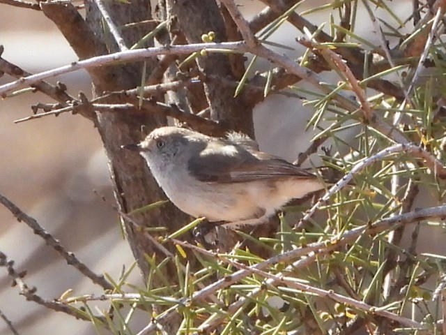 Chestnut-rumped Thornbill - ML639980668