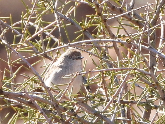 Chestnut-rumped Thornbill - ML639980669