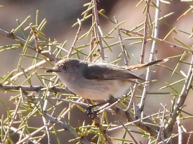 Chestnut-rumped Thornbill - ML639980670