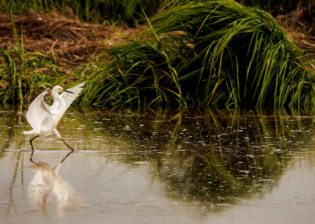 Snowy Egret - ML639980672