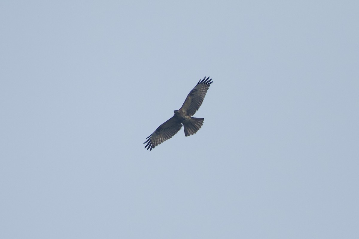 Himalayan Buzzard - ML639980673