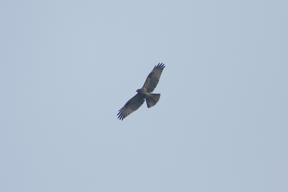 Himalayan Buzzard - ML639980674