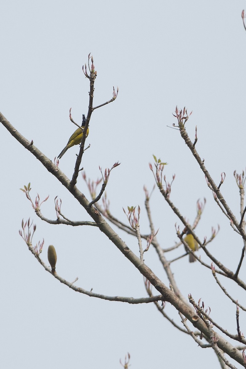 Black-crested Bulbul - ML639980791