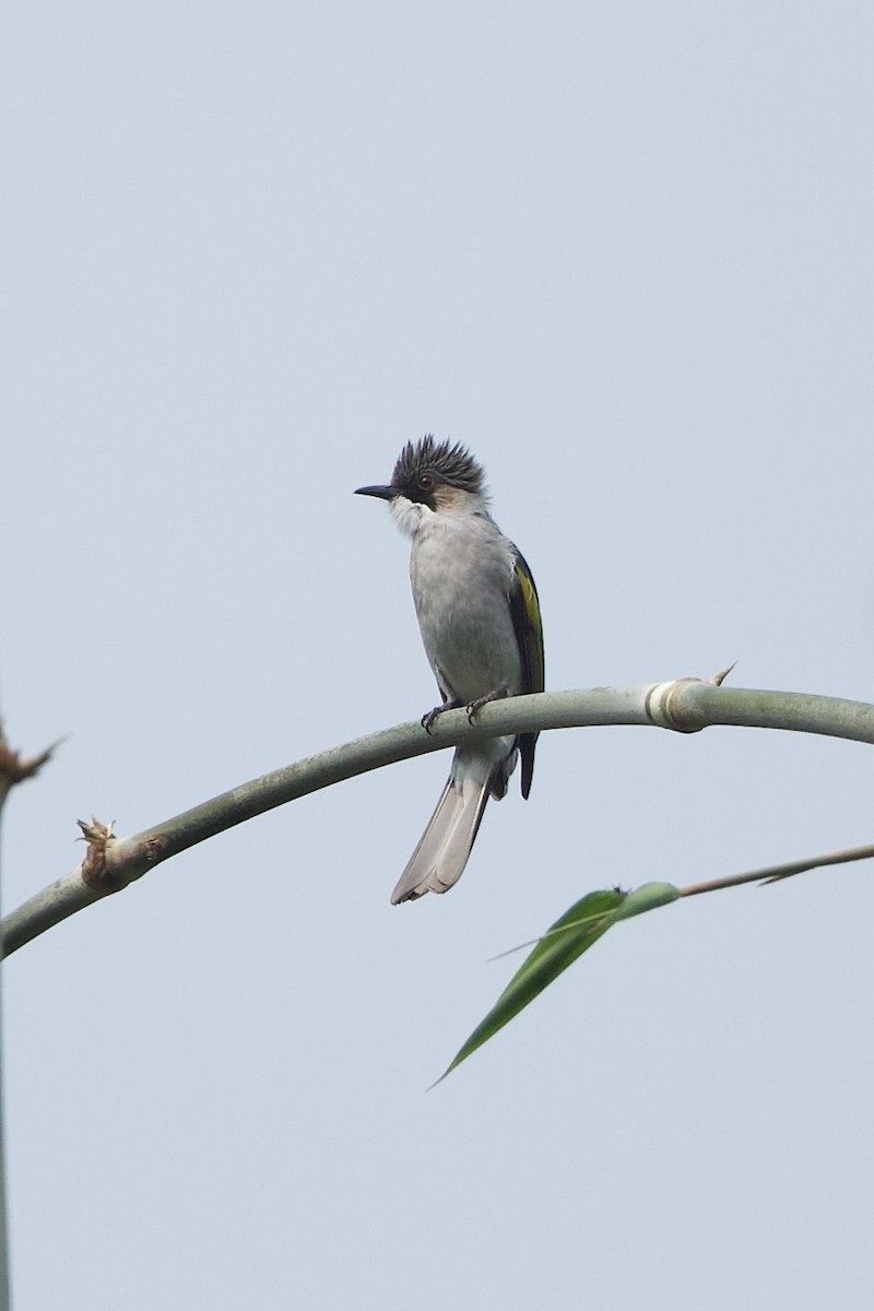 Ashy Bulbul - ML639980799