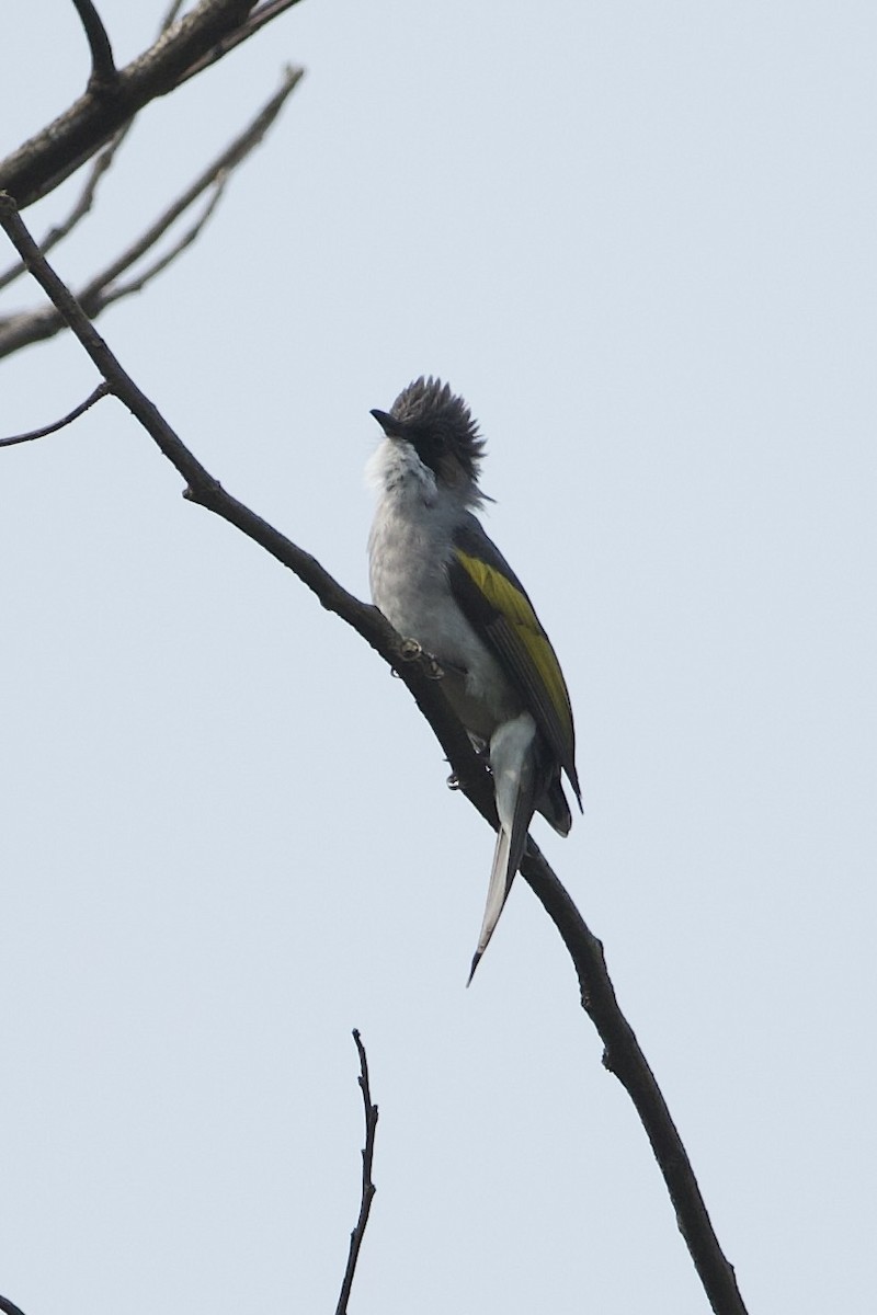 Ashy Bulbul - ML639980800