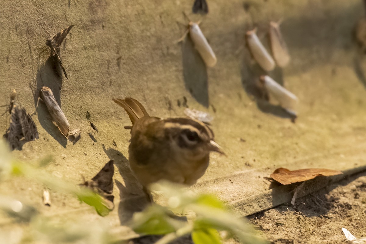 Three-striped Warbler - ML639980803