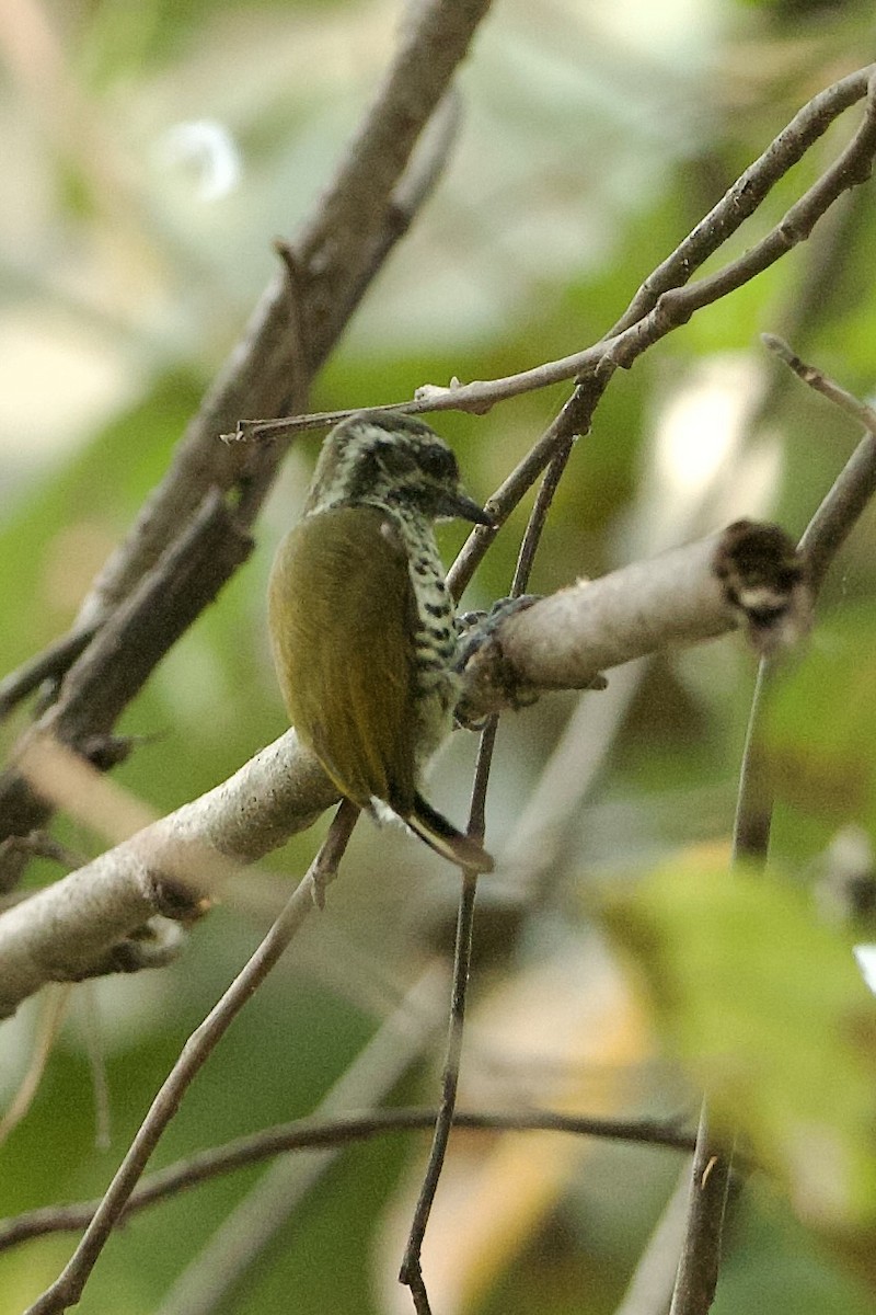 Speckled Piculet - ML639980839