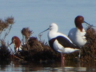 Banded Stilt - ML639980854