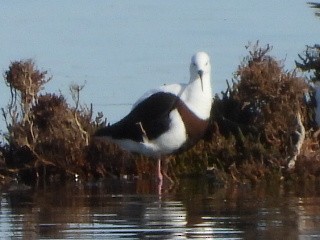 Banded Stilt - ML639980855