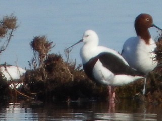 Banded Stilt - ML639980856