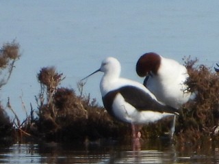 Banded Stilt - ML639980857
