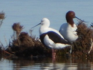 Banded Stilt - ML639980858