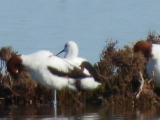 Banded Stilt - ML639980859