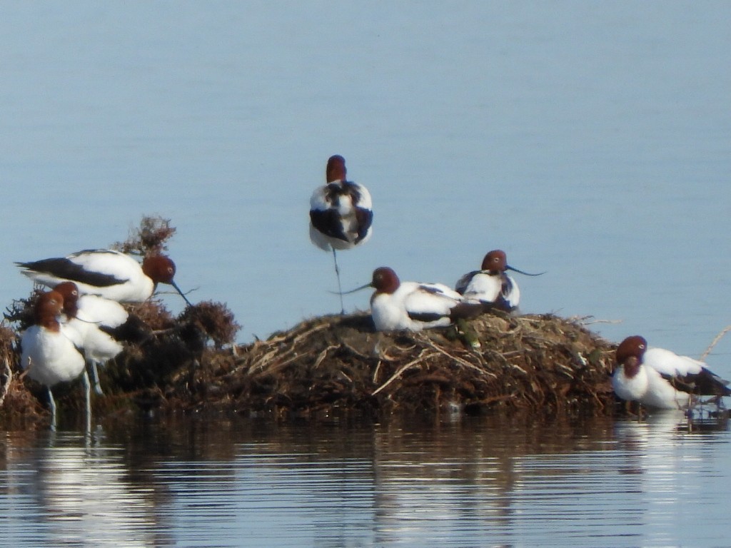 Avocette d'Australie - ML639980873