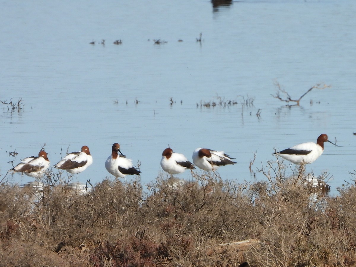 Avocette d'Australie - ML639980874