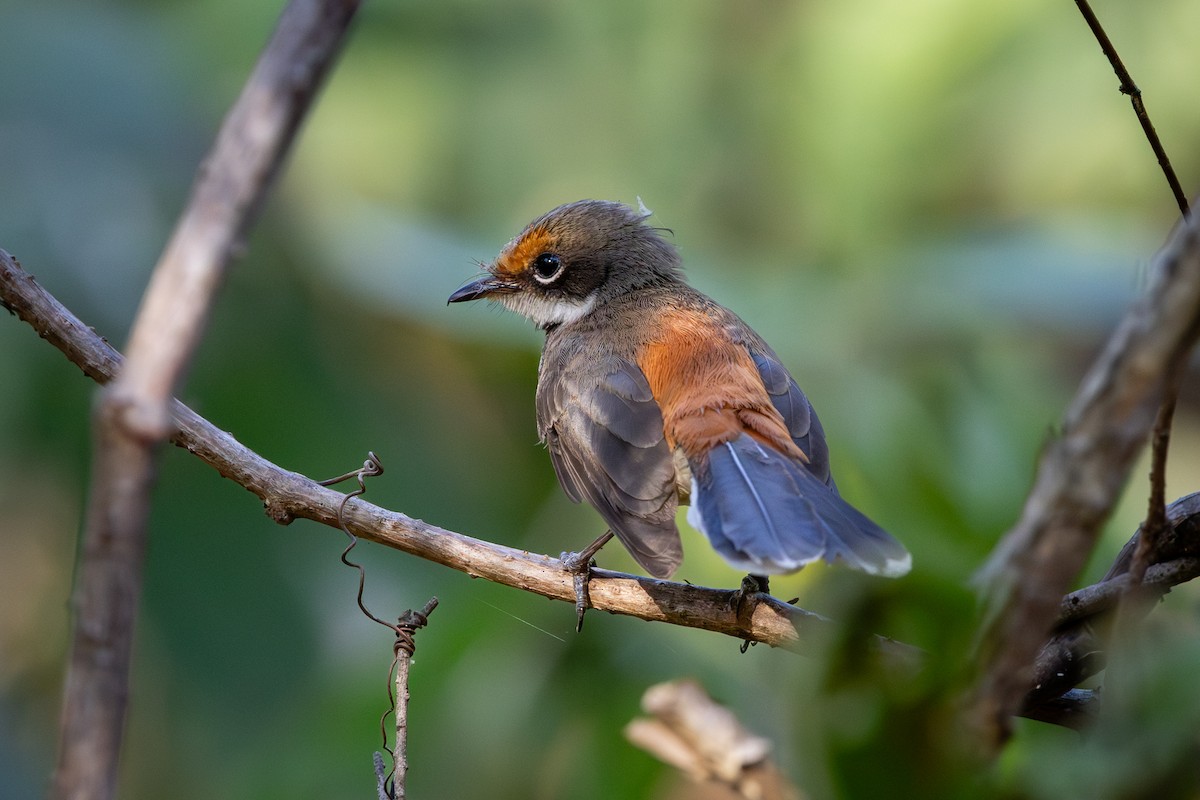 Arafura Fantail - ML639980876