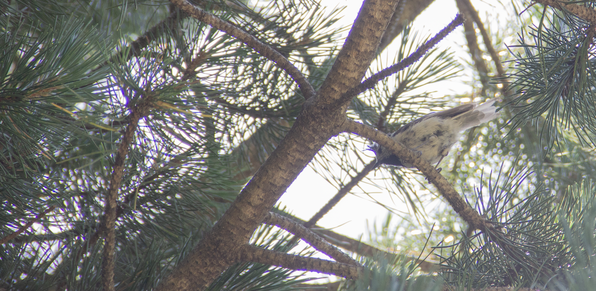 Crested Tit - ML639980900
