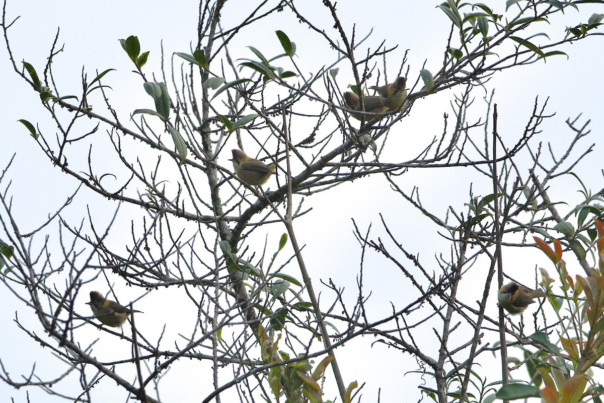 Yuhina Bigotuda - ML639980911