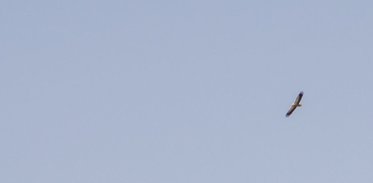 Egyptian Vulture - ML639980916