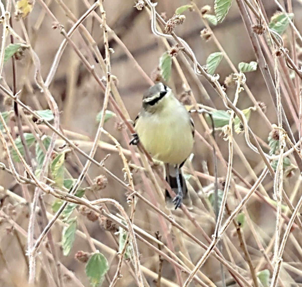 Bahia Wagtail-Tyrant - ML639980947