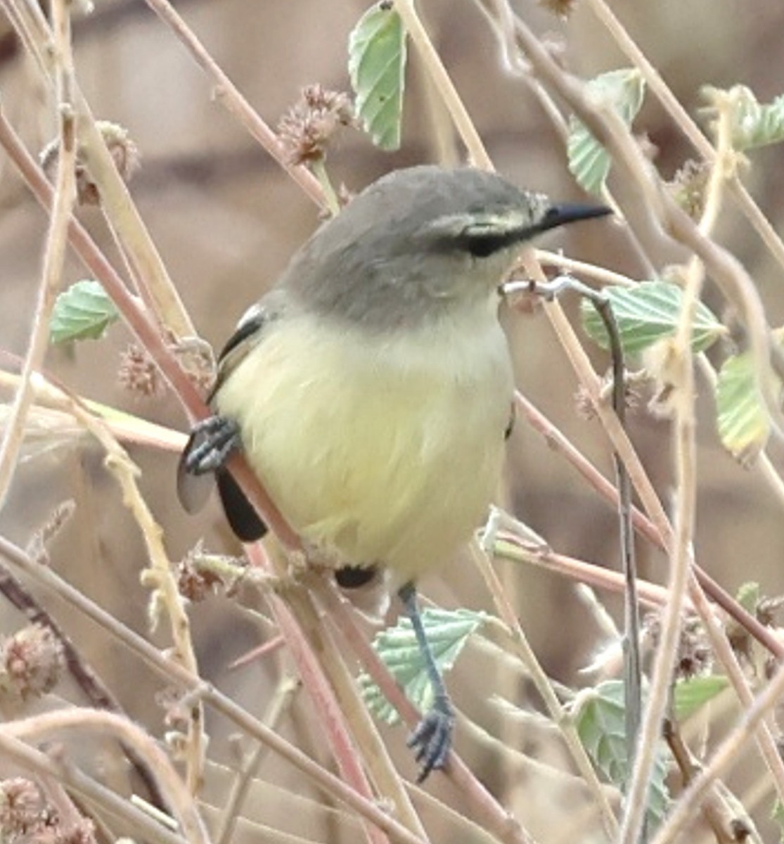 Bahia Wagtail-Tyrant - ML639980948