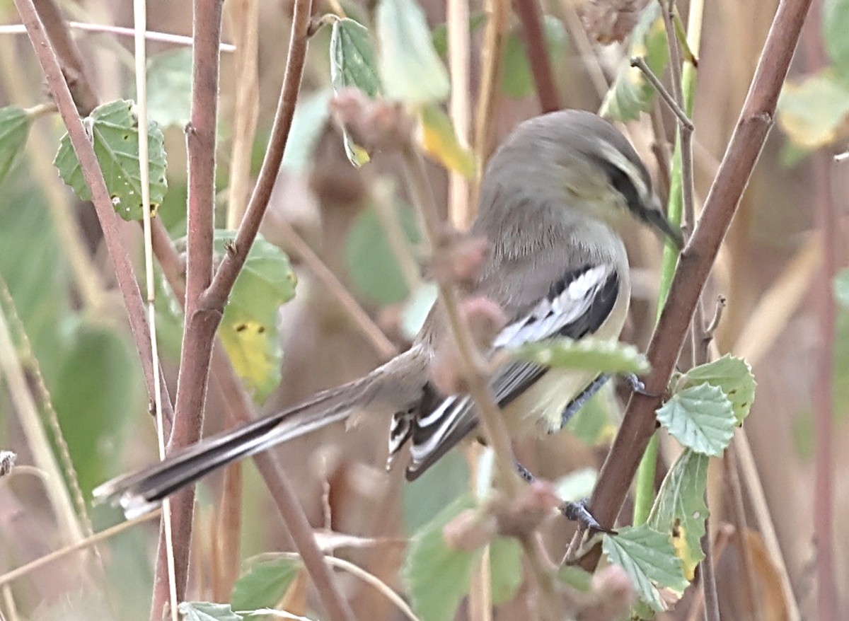 Bahia Wagtail-Tyrant - ML639980950