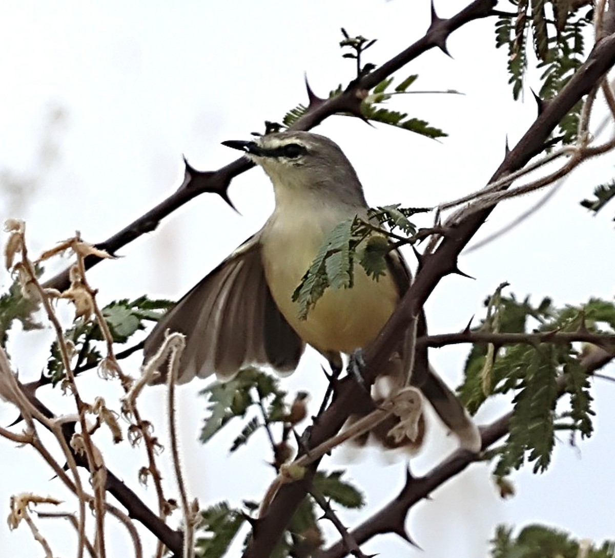 Bahia Wagtail-Tyrant - ML639980952
