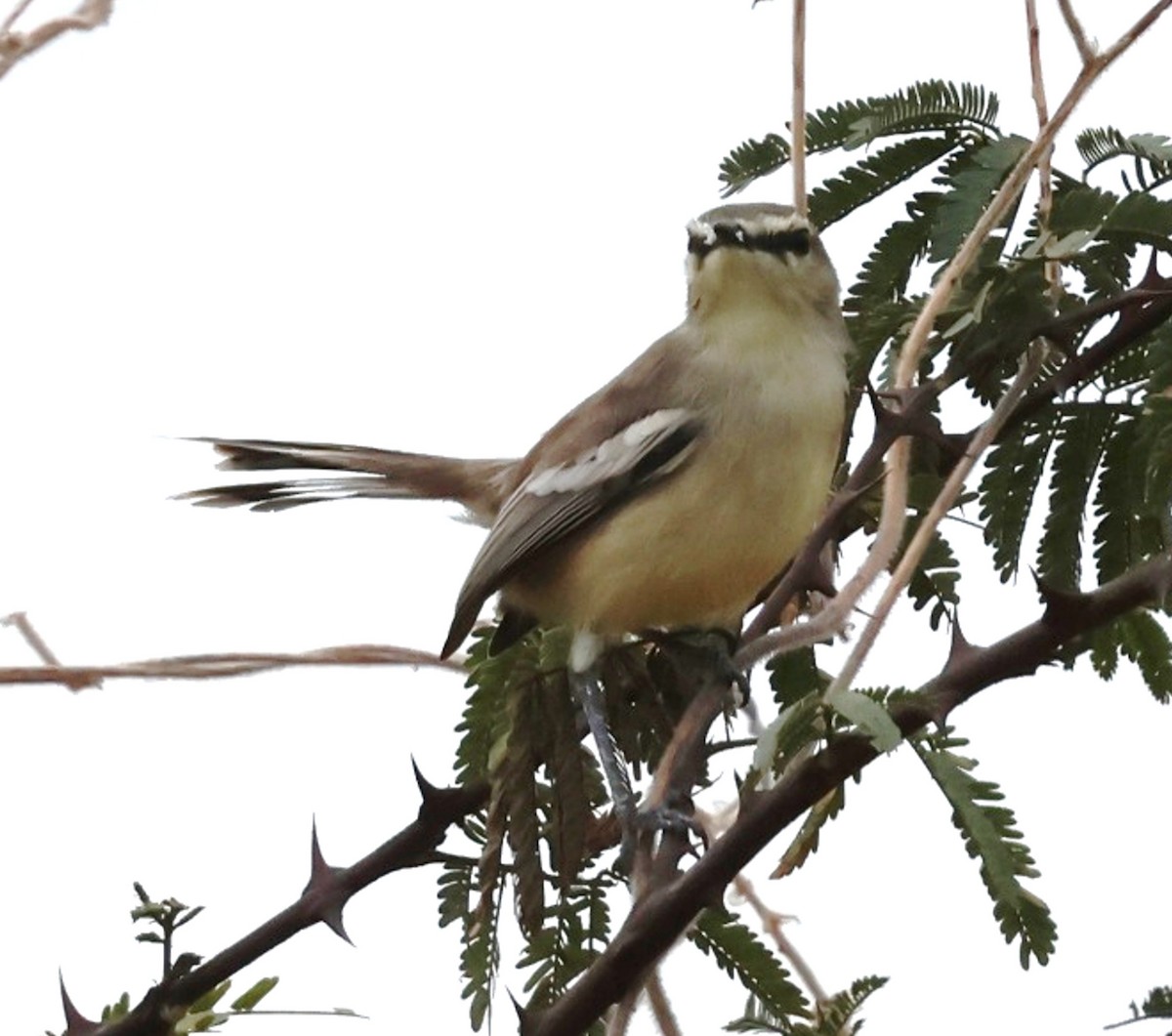 Bahia Wagtail-Tyrant - ML639980956