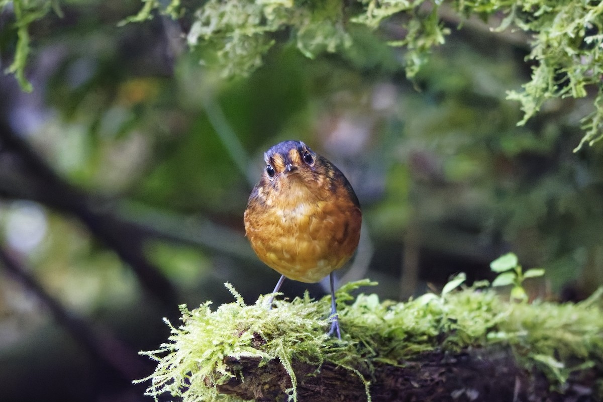 Slate-crowned Antpitta - ML639981004