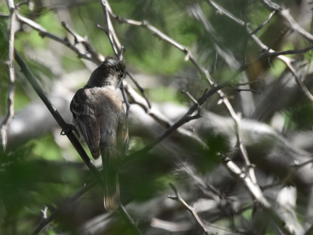 Caribbean Elaenia - ML639981011