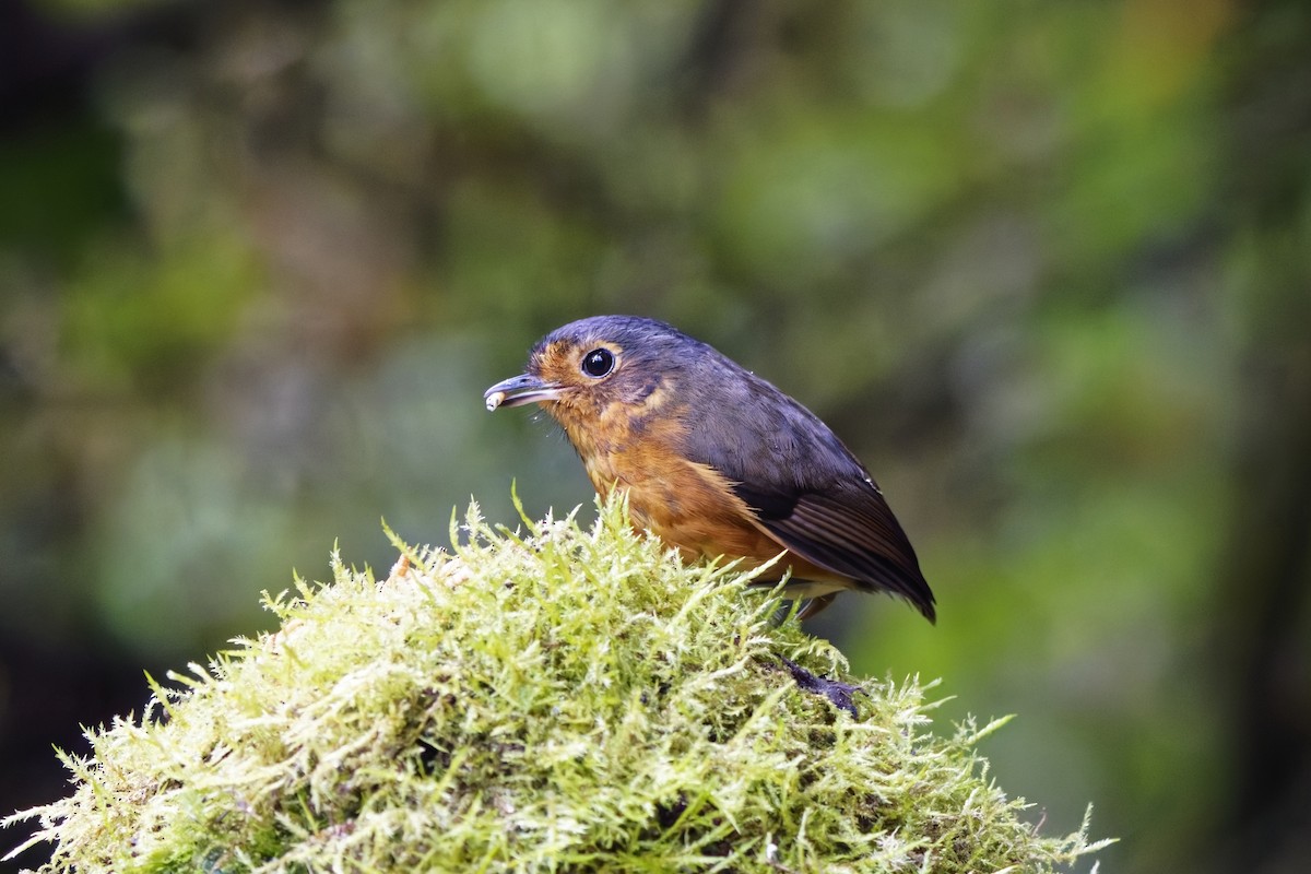 Slate-crowned Antpitta - ML639981016