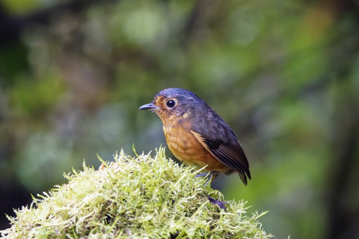 Slate-crowned Antpitta - ML639981018