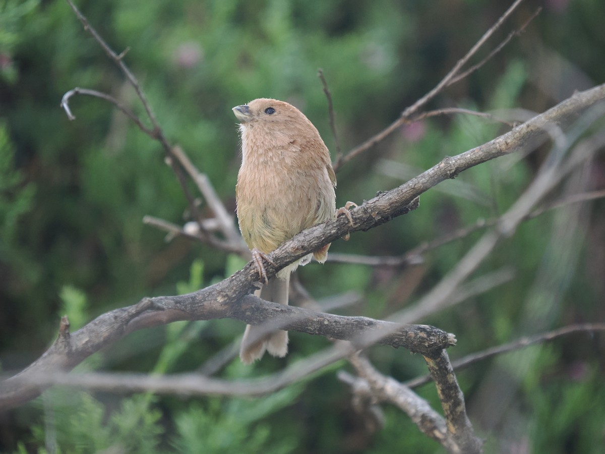 Vinous-throated Parrotbill - ML639981028