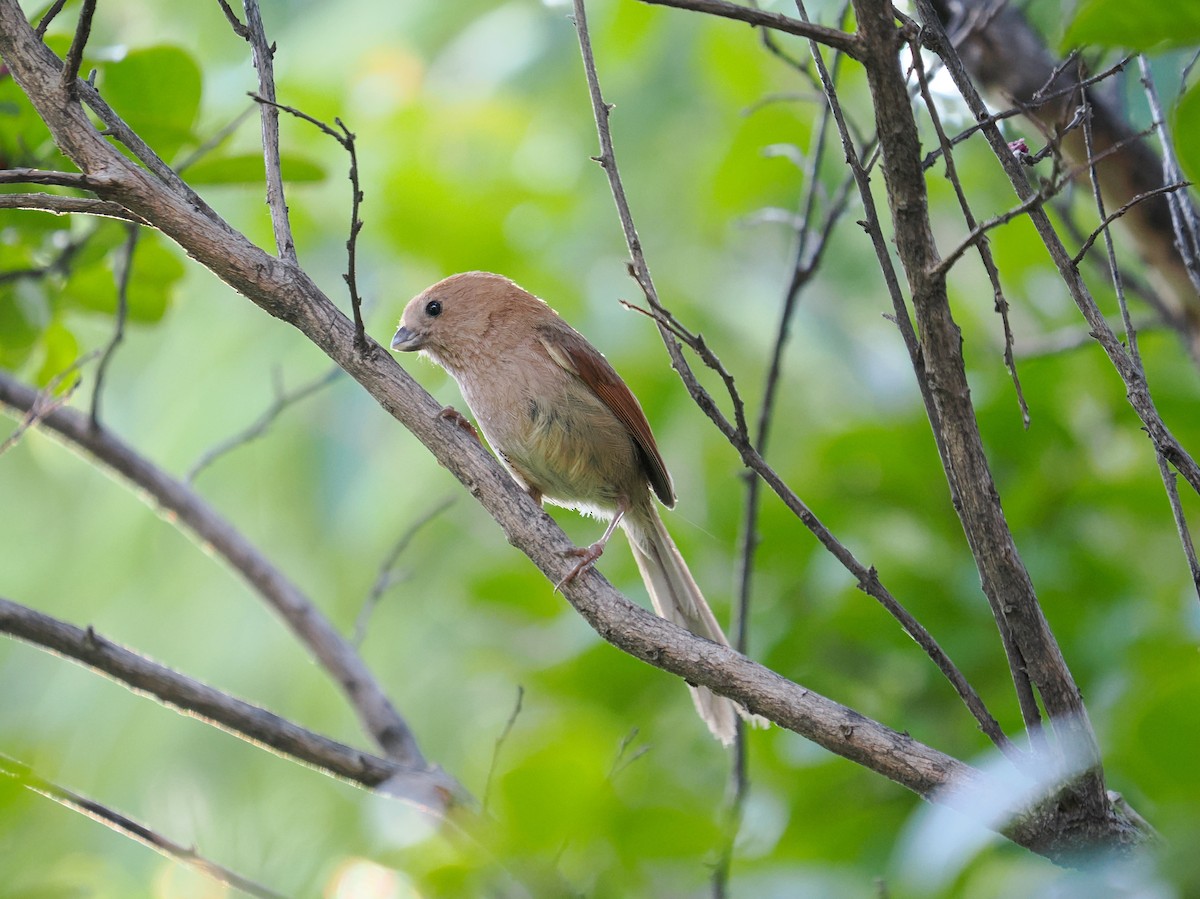 Vinous-throated Parrotbill - ML639981044
