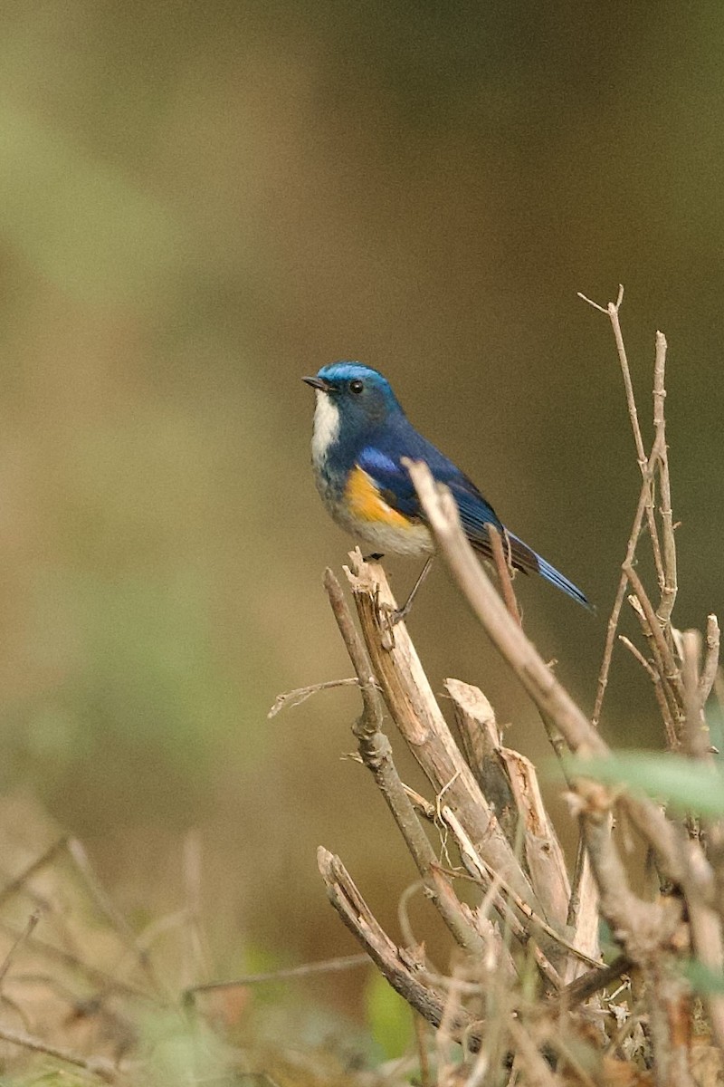 Himalayan Bluetail - ML639981049