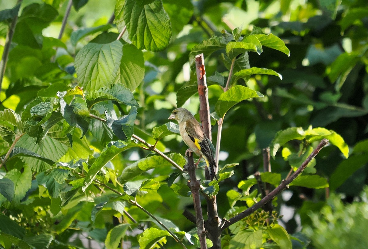 Oriental Greenfinch - ML639981057