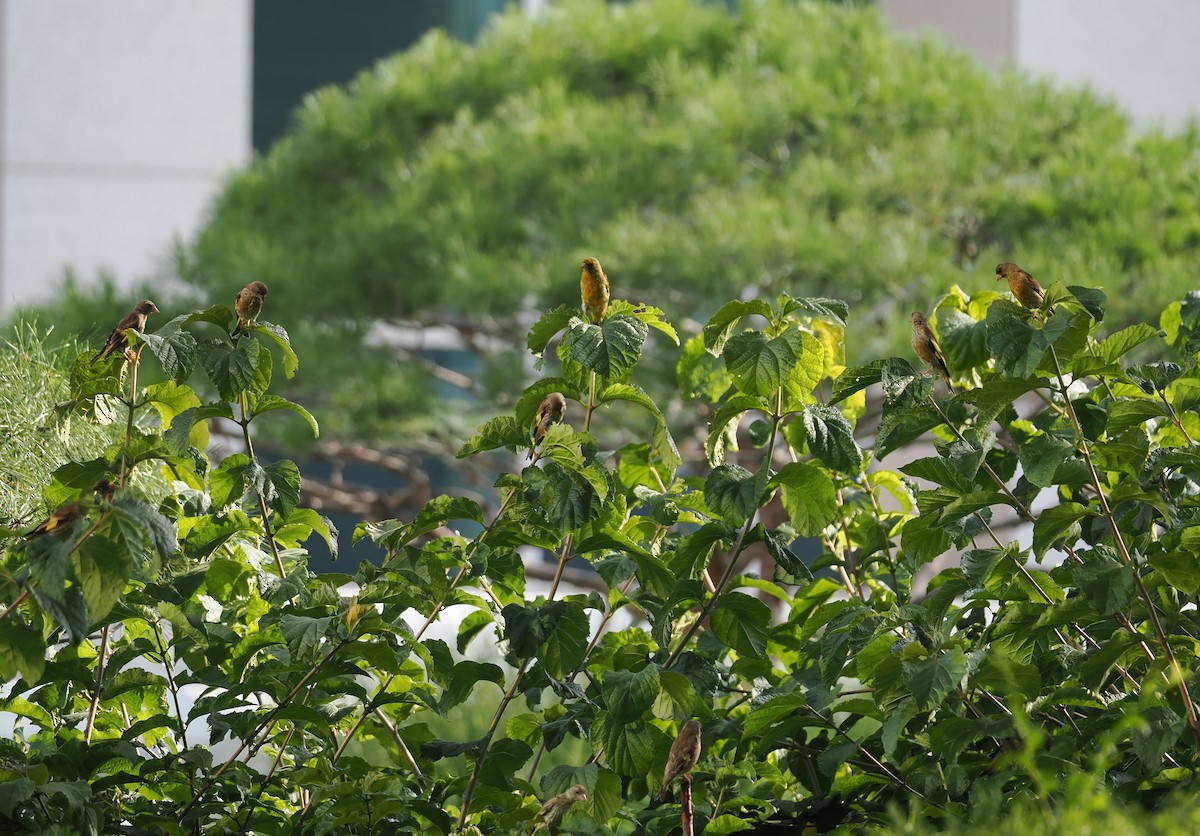 Oriental Greenfinch - ML639981063