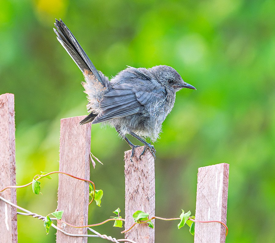 Gray Catbird - ML639981151