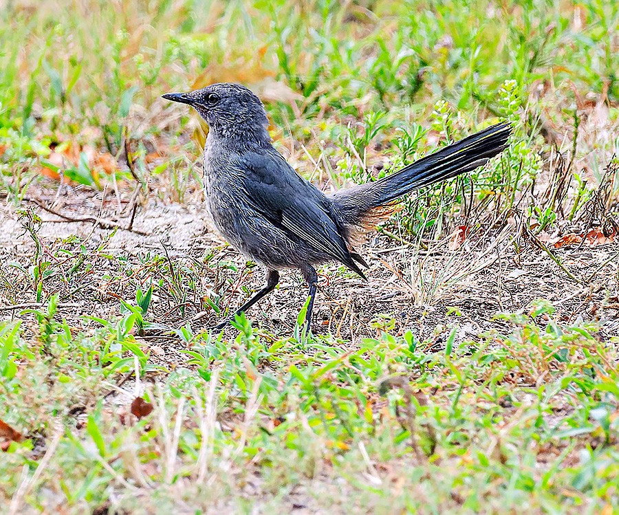 Gray Catbird - ML639981152