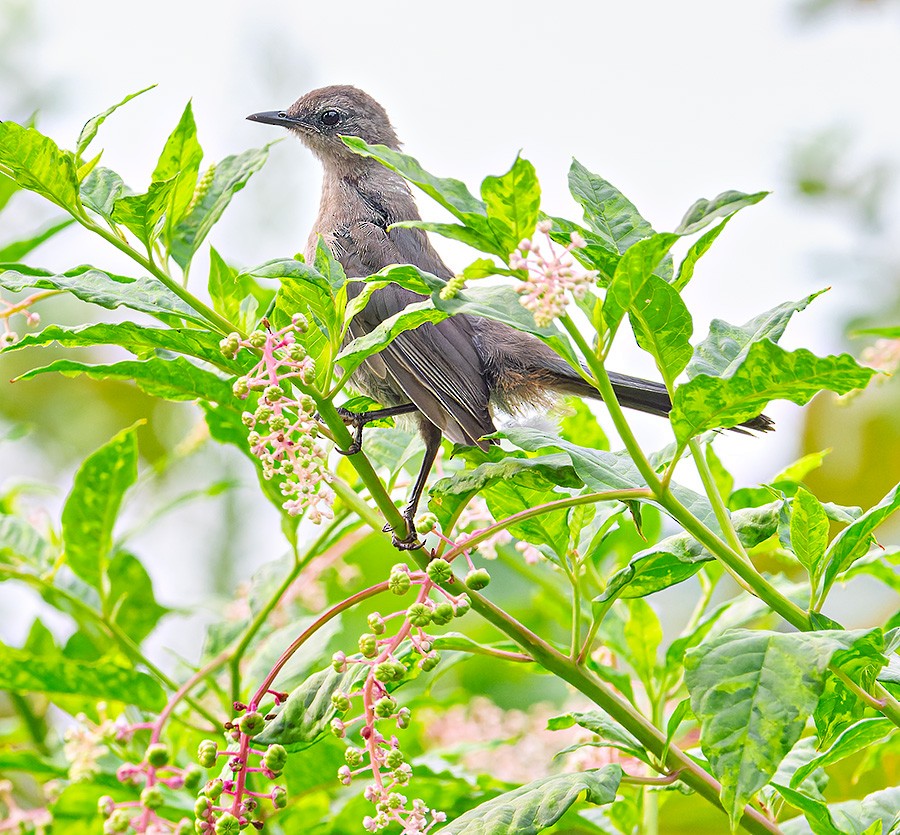 Gray Catbird - ML639981153