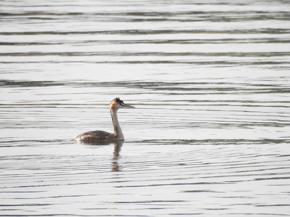 Great Crested Grebe - ML639981162