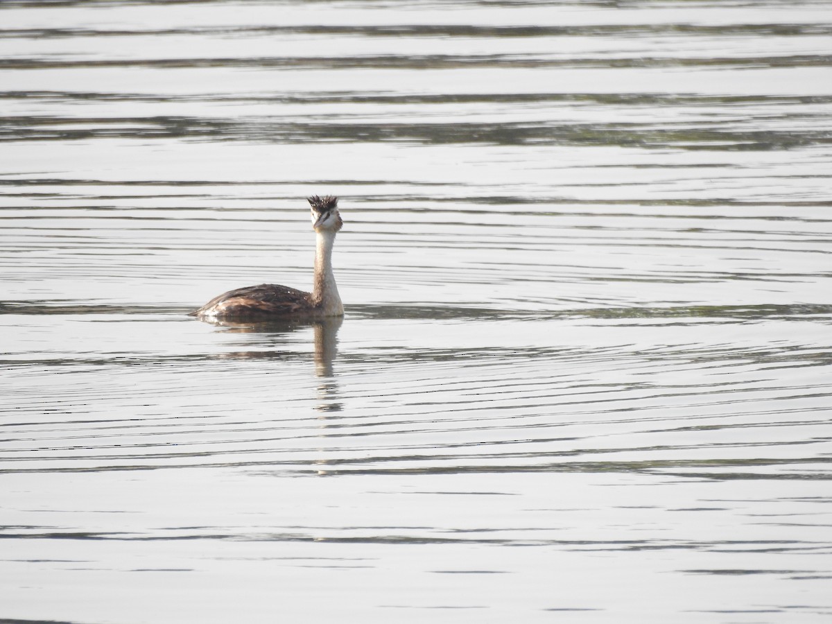 Great Crested Grebe - ML639981163