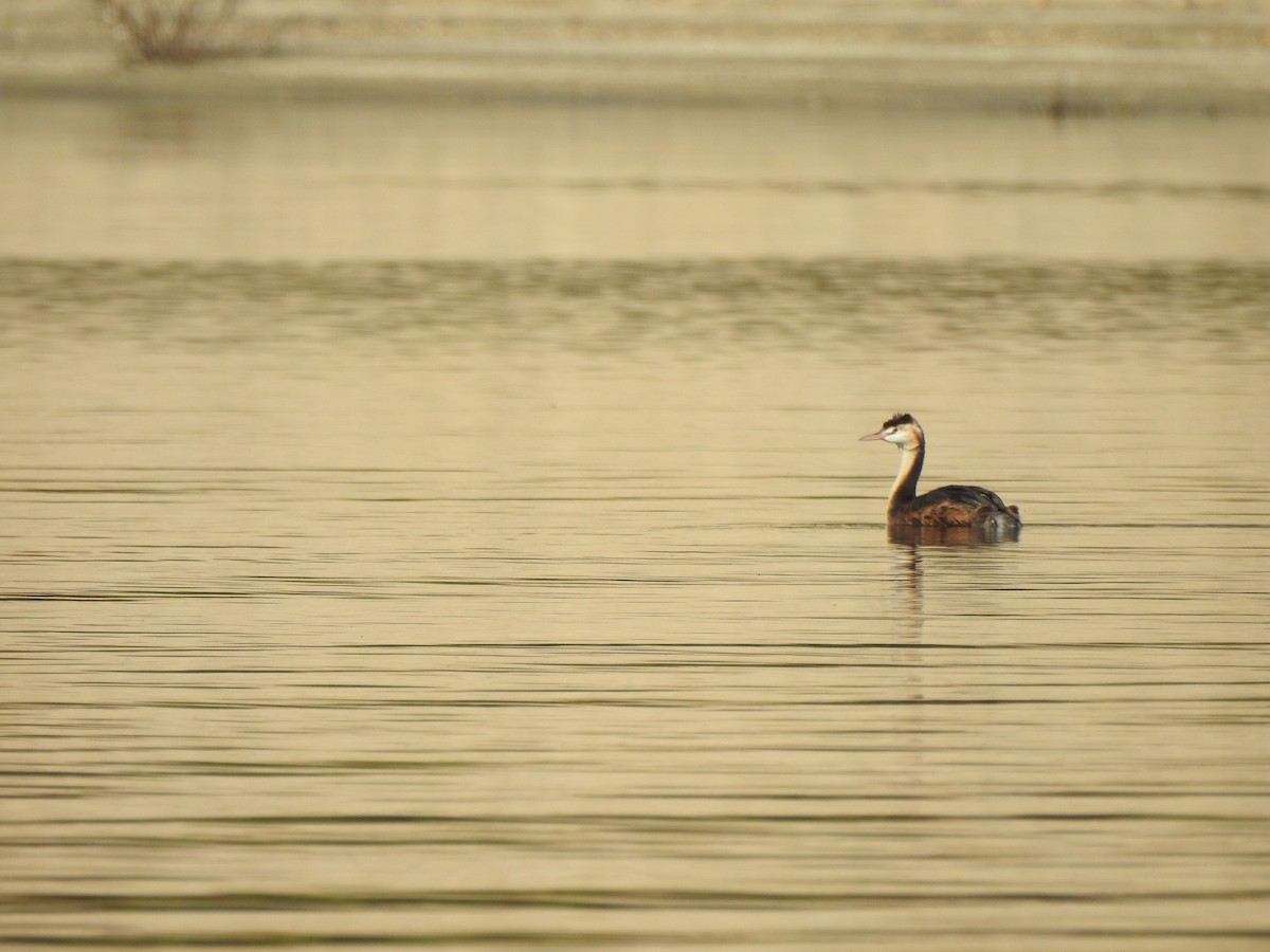 Great Crested Grebe - ML639981164